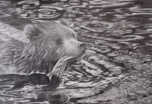 Grizzly Bear