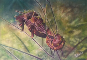 Seahorses