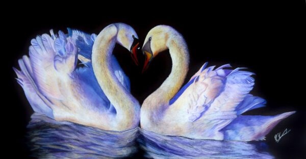 Swans