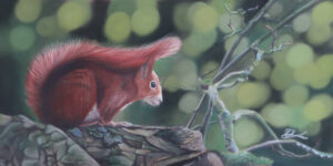 Red Squirrel