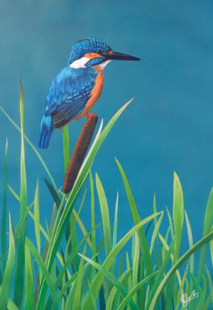 Kingfisher