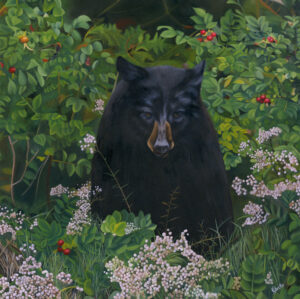 Black Bear