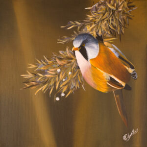 Bearded Tit