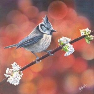 Crested Tit