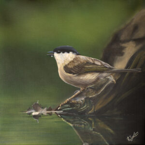 Marsh Tit