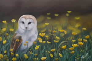Barn Owl