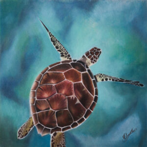 Green Turtle From Above