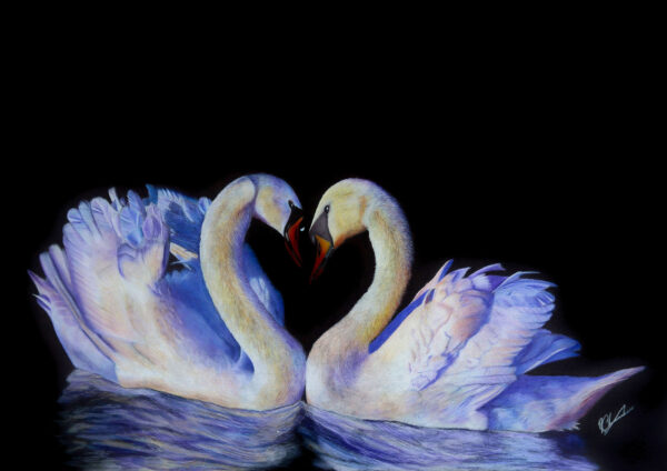 Swans