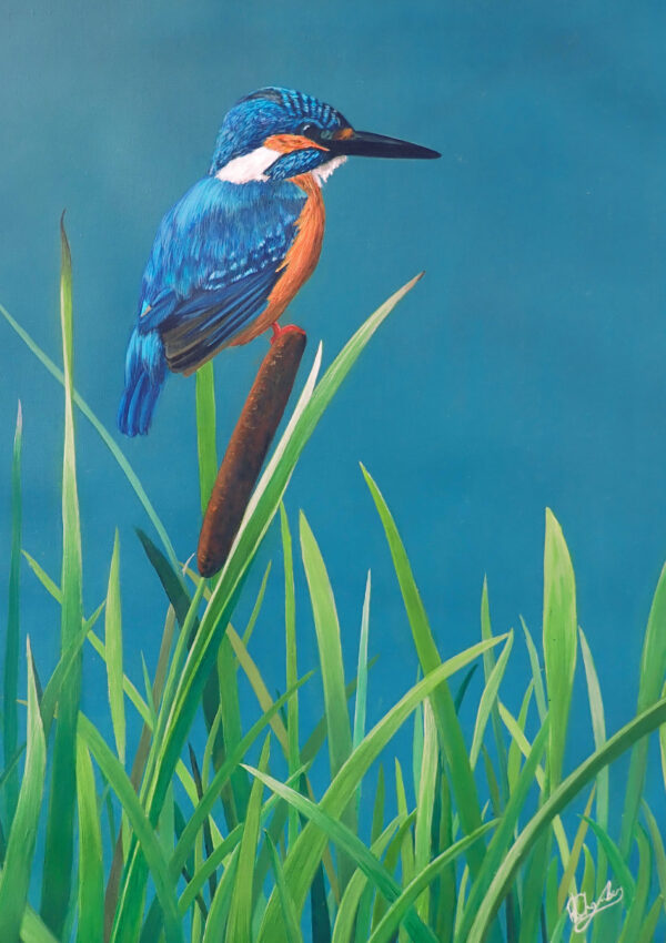 Kingfisher