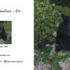 American Black Bear - Image 2