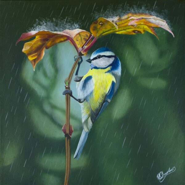 Blue Tit