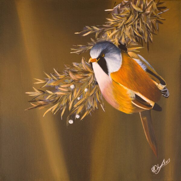 Bearded Tit