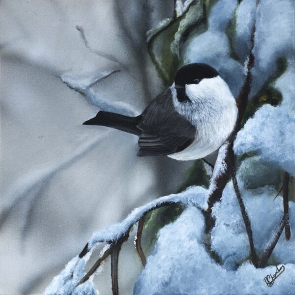 Willow Tit