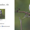 Long Tailed Tit - Image 2