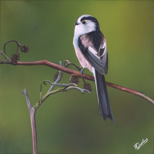 Long Tailed Tit