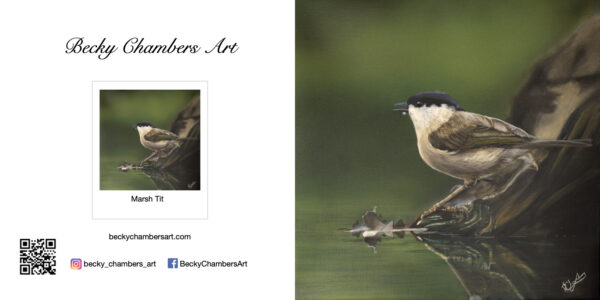 Marsh Tit - Image 2