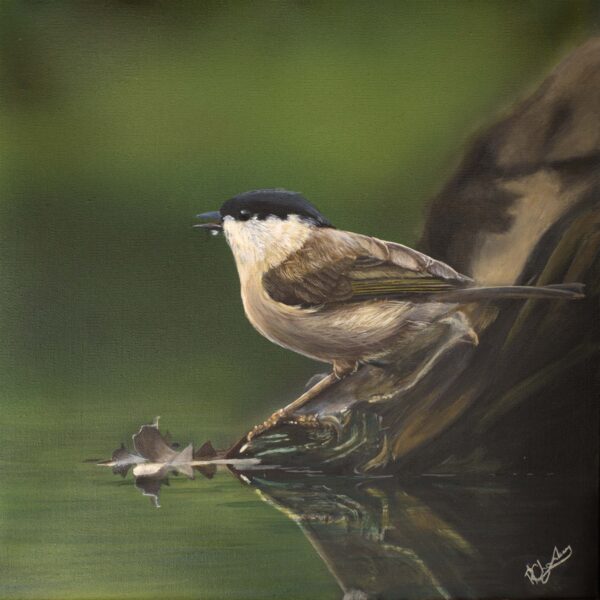 Marsh Tit