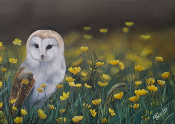 Barn Owl Buttercups