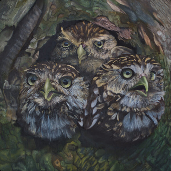 Little Owls