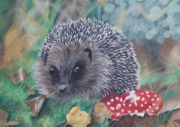 Hedgehog