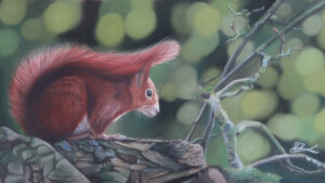 Red Squirrel